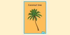 Coconut Tree Poster | Display Posters | Primary Resources