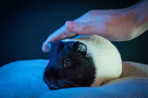 Guinea Pig, Rodent, Pet, Funny Free Stock Photo - Public Domain Pictures
