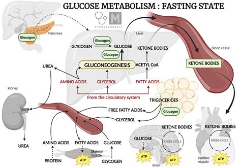 Role of Insulin and Glucagon in Metabolism – My Endo Consult