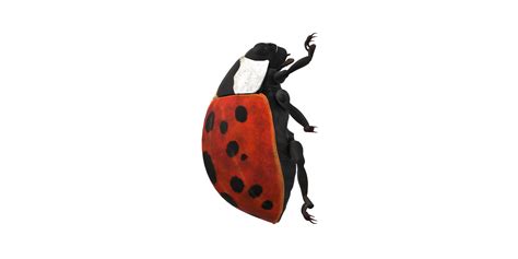 Image result for Ladybug No Background