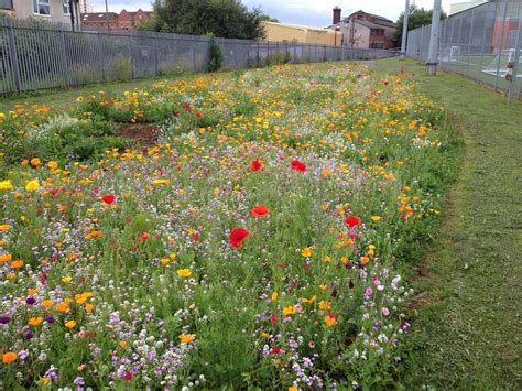 wildflower garden ideas uk - Josiah Mayes