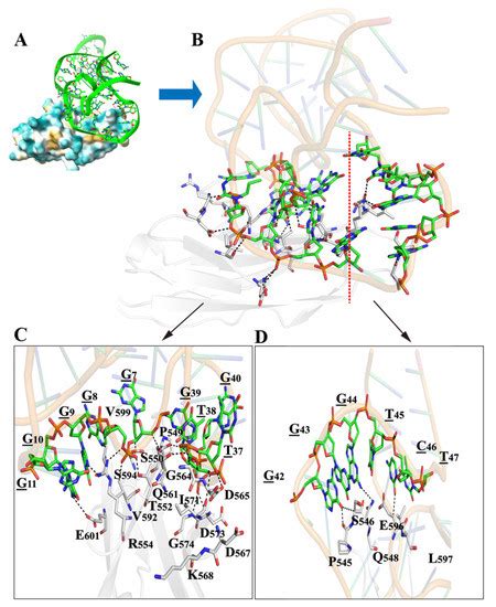 Structural Optimization and Interaction Study of a DNA Aptamer to L1 ...