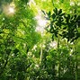 热带雨林 的图像结果