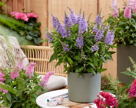 Buddleja 'Little Lila' (Butterfly Candy Series) bare roots — Buy butterfly bush online at Farmer ...