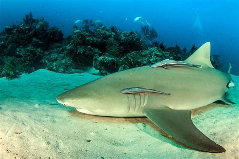 Download Lemon Shark Restingon Ocean Floor Wallpaper | Wallpapers.com