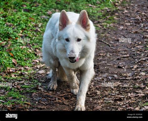 White Wolf German Shepherd