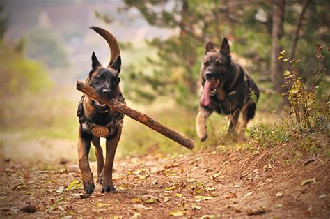 German Shepherds Running