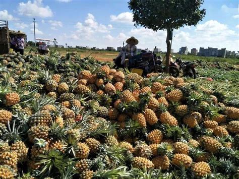 开渔啦！我要去湛江吃遍“中国海鲜美食之都” - 知乎