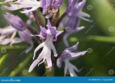 Naked Man Orchid, Grecja zdjęcie stock. Obraz złożonej z tło - 169447516