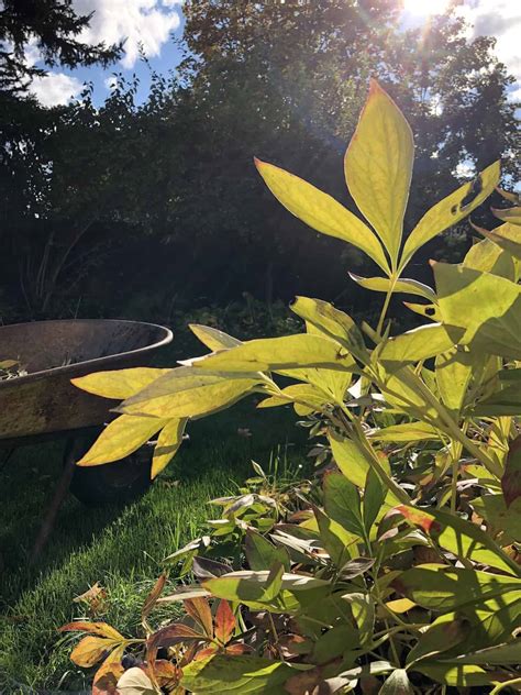 Cutting Back Peonies