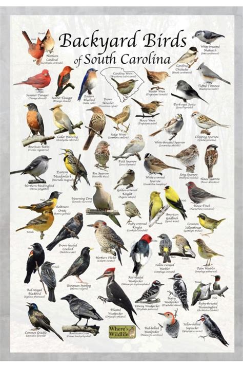 Backyard Birds of South Carolina Poster
