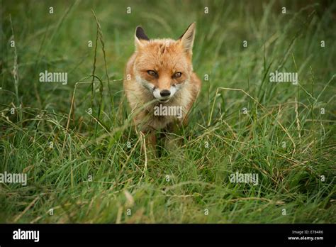 Image result for HTML Text Copy Button