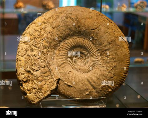 Image result for Snail Shell Fossil