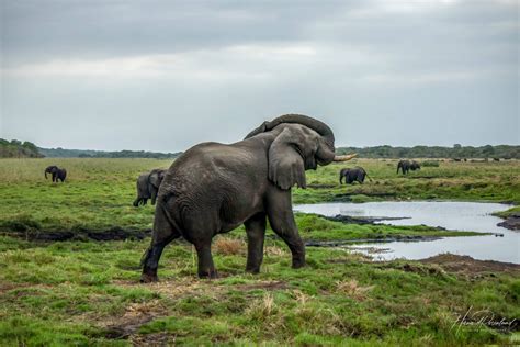 Image result for South African Python