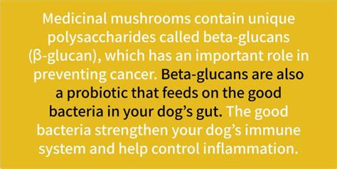 Can Dogs Eat Mushrooms? Safety Guide for Dog Owners – FurrMeals