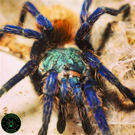 Green Bottle Blue Tarantula Enclosure