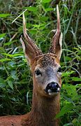 Image result for Top 30 Cutest Animals