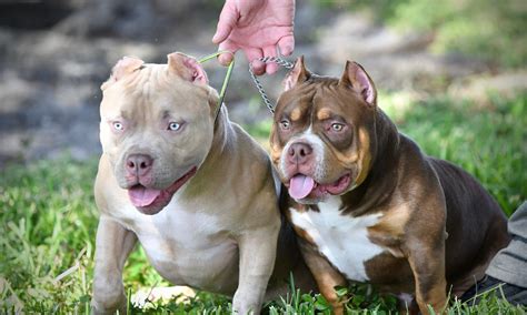 THE FLASHY TRI COLOR AMERICAN BULLY PUPPIES OF VENOMLINE | American ...