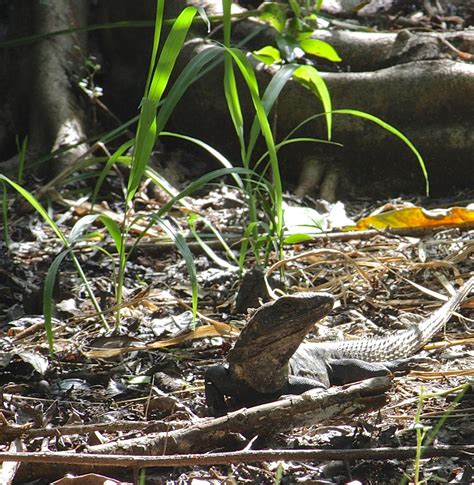 Wildlife Observation Journal: Coati, agouti, iguanas, and captive animals on a resort - Quintana ...