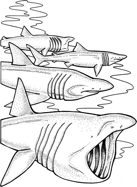 33 Free Shark Coloring Pages Printable