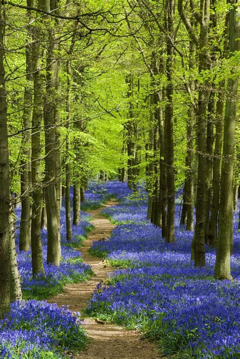 Where To See Bluebells Near Me