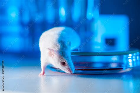 Image result for Subcutaneous vs Intradermal Mouse Injection