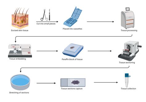 Tissue Processing Procedure 的图像结果