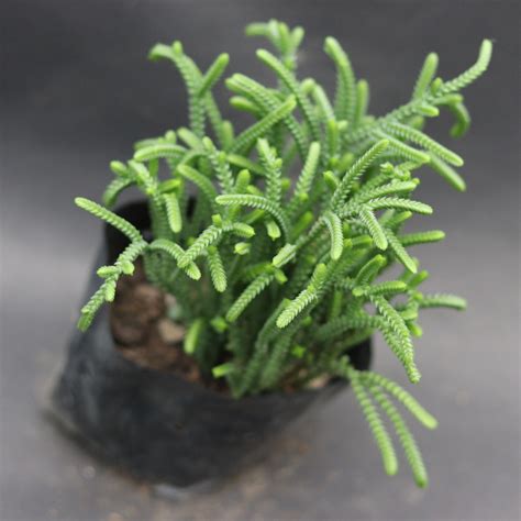 Buy Crassula Muscosa Succulents at Plant Orbit | Save up to ₹60%