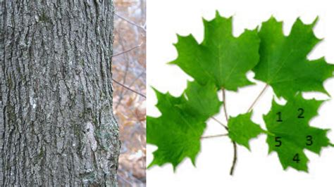 Tree 的图像结果