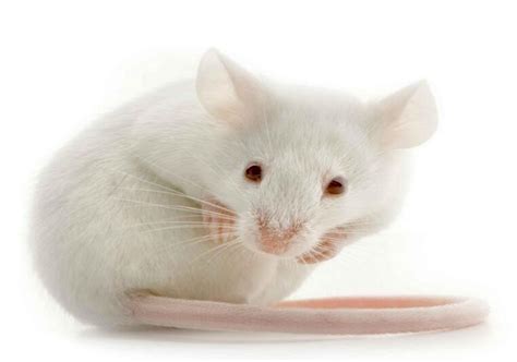 最萌的一种老鼠，长得迷你可爱，在养宠界很受欢迎
