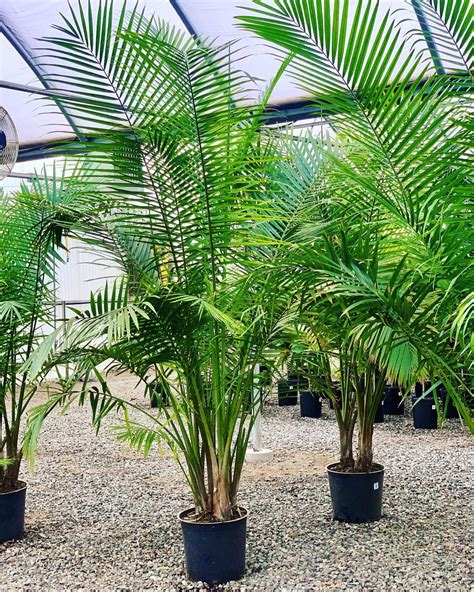 What Does A Majesty Palm Look Like at Lauren Beeston blog