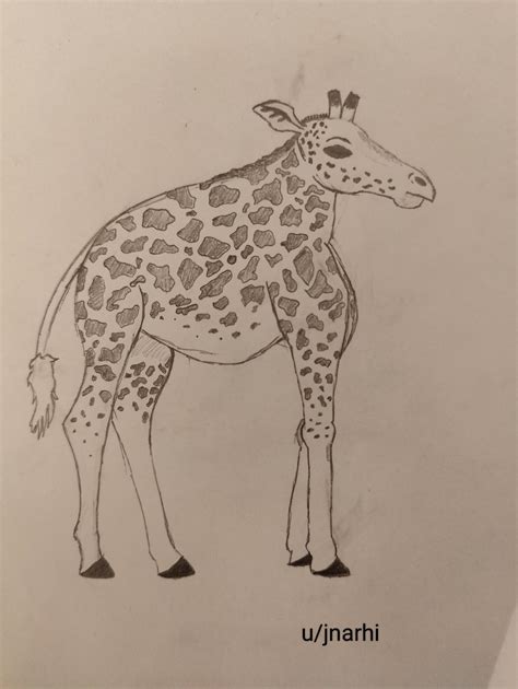 Easy Giraffe Drawings How to draw a giraffe