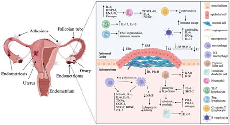 MicroRNAs in Endometriosis: Insights into Inflammation and Progesterone ...