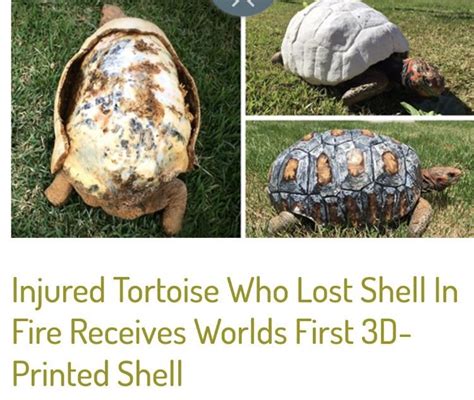 Image result for Tortoise Bottom Shell Fell Off