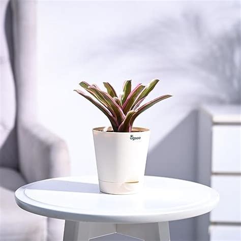 Ugaoo Syngonium Pink Neon Indoor Plant with Self Watering Pot : Amazon ...