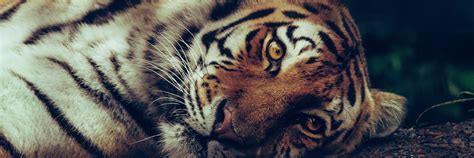 FOUR PAWS Welcomes the EU’s Release of New Tiger Trade Guidance - FOUR ...
