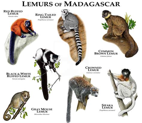 Lemurs of Madagascar Poster Print | Etsy | Madagascar animals, Animals ...