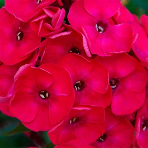 Phlox Red Beauty Dwarf Seeds – Vibrant Winter Blooms for Beds & Pots ...