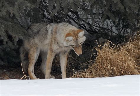 Quail Predators 的图像结果