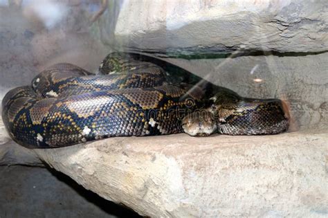 Image result for Reticulated Python Cage