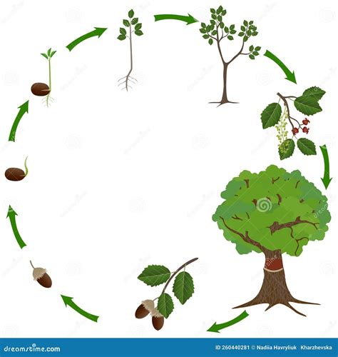 Image result for Tree Life Cycle