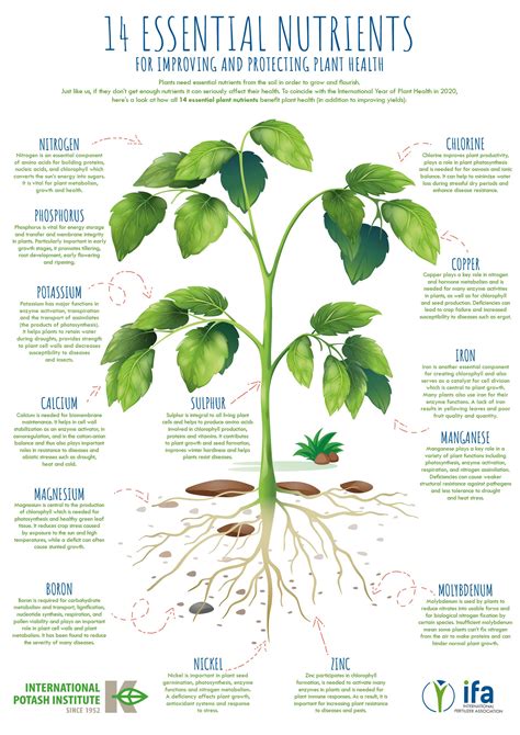 Balkan Ecology Project : The Nutrients Plants Need to Thrive
