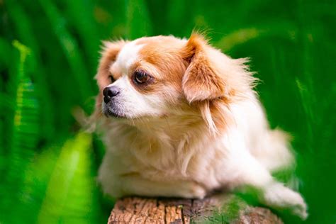 Chihuahua Shih Tzu Mix (Shichi): Info, Pictures, Traits & Facts