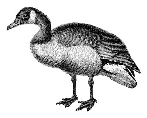 340+ Black And White Chick Clip Art Stock Illustrations, Royalty-Free ...