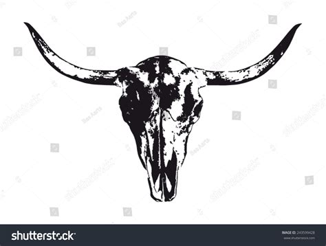Longhorn Cattle Skull