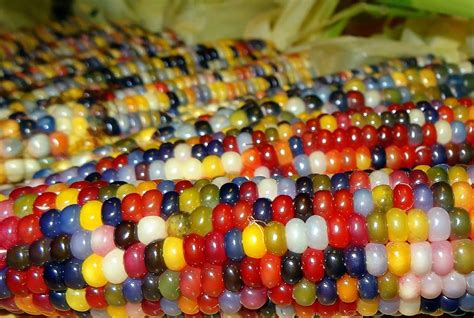 This all-natural native corn is bejeweled with brilliantly colorful kernels