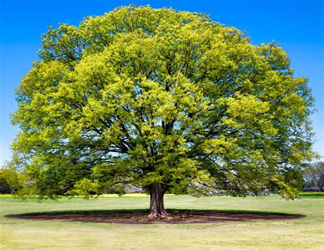 Types of Elm Trees with Their Bark and Leaves – Identification Guide ...