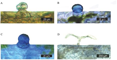Identification of the Volatile Compounds and Observation of the ...