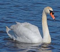 Swan 的图像结果