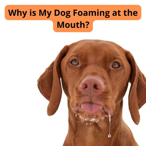10 Causes of Dogs Foaming at the Mouth - PetHelpful